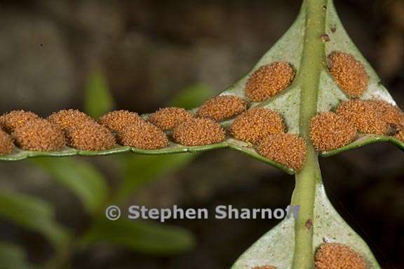 polypodium scouleri 2 graphic